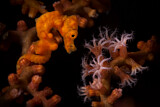 Image. Denise's Pygmy Seahorse