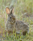 Image. Desert Cottontail 