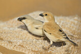Image. Desert Sparrow