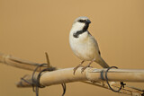 Image. Desert Sparrow