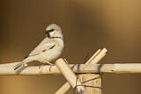 Image. Desert Sparrow