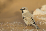 Image. Desert Sparrow