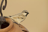 Image. Desert Sparrow