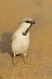 Image. Desert Sparrow