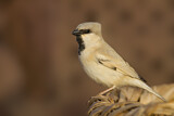 Image. Desert Sparrow
