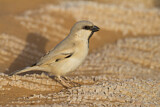 Image. Desert Sparrow