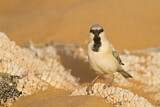Image. Desert Sparrow