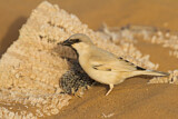 Image. Desert Sparrow