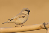 Image. Desert Sparrow