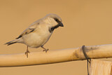 Image. Desert Sparrow