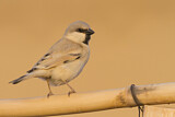 Image. Desert Sparrow