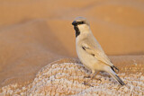 Image. Desert Sparrow