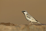Image. Desert Sparrow