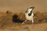Image. Desert Sparrow