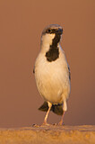 Image. Desert Sparrow