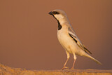 Image. Desert Sparrow