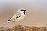 Image. Desert Sparrow