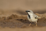 Image. Desert Sparrow