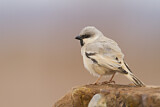 Image. Desert Sparrow