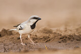 Image. Desert Sparrow