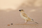 Image. Desert Sparrow