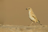 Image. Desert Sparrow