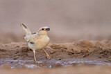 Image. Desert Sparrow