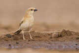 Image. Desert Sparrow