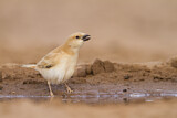 Image. Desert Sparrow