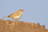 Image. Desert Sparrow