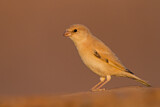 Image. Desert Sparrow