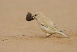 Image. Desert Sparrow