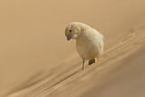 Image. Desert Sparrow