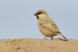 Image. Desert Sparrow