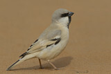 Image. Desert Sparrow