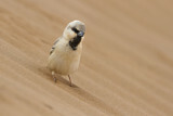 Image. Desert Sparrow