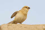 Image. Desert Sparrow