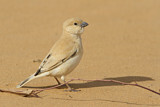 Image. Desert Sparrow