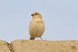 Image. Desert Sparrow