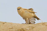 Image. Desert Sparrow