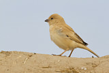 Image. Desert Sparrow