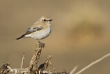 Image. Desert Wheatear