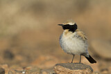 Image. Desert Wheatear