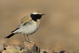 Image. Desert Wheatear