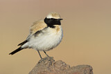 Image. Desert Wheatear