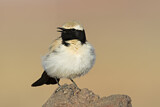 Image. Desert Wheatear
