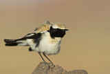 Image. Desert Wheatear