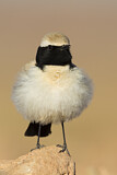 Image. Desert Wheatear