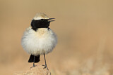 Image. Desert Wheatear