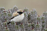 Image. Desert Wheatear